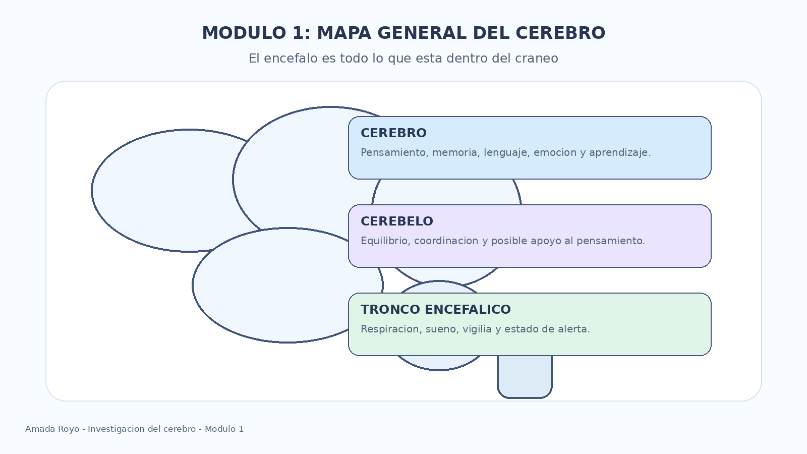 Diagrama del encéfalo mostrando sus tres partes: Cerebro, Cerebelo y Tronco encefálico con sus funciones principales